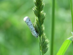 Myelois circumvoluta