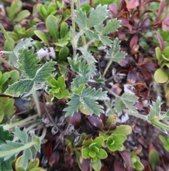 Potentilla arenosa