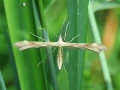 Gillmeria pallidactyla