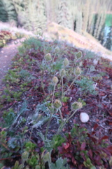 Potentilla arenosa