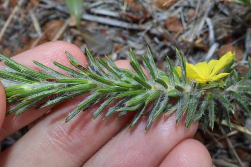 Image of Hibbertia mucronata by (c) Thomas Mesaglio, some rights reserved (CC BY)