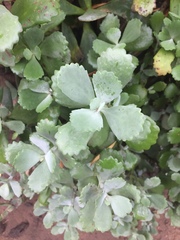 Kalanchoe longiflora