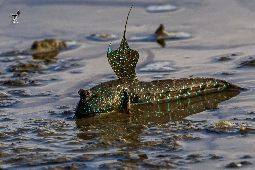 Goggle-Eyed Goby