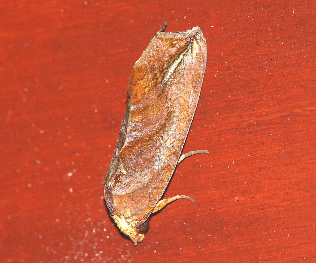 Oraesia rectistria