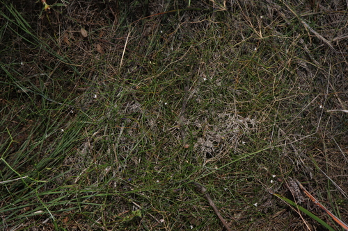 Image of Corynotheca panda by (c) Thomas Mesaglio, some rights reserved (CC BY)