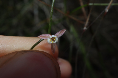 Image of Corynotheca panda by (c) Thomas Mesaglio, some rights reserved (CC BY)