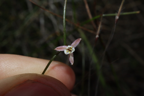 Image of Corynotheca panda by (c) Thomas Mesaglio, some rights reserved (CC BY)