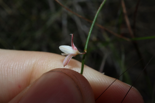 Image of Corynotheca panda by (c) Thomas Mesaglio, some rights reserved (CC BY)