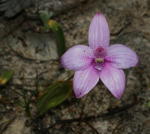 Image of Elythranthera emarginata by (c) Greg Tasney, some rights reserved (CC BY-SA)
