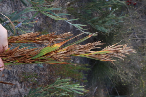 Image of Ammothryon grandiflorum by (c) Thomas Mesaglio, some rights reserved (CC BY)