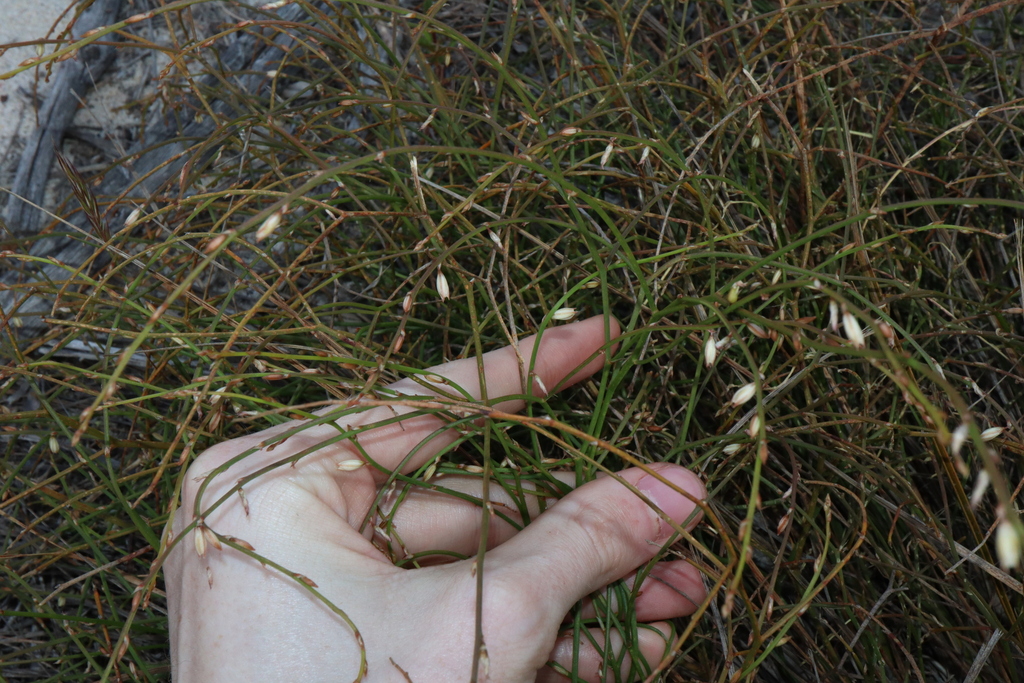 Caesia arcuata