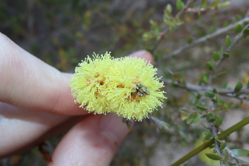 Image of Melaleuca thymoides by (c) Thomas Mesaglio, some rights reserved (CC BY)