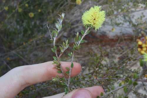 Image of Melaleuca thymoides by (c) Thomas Mesaglio, some rights reserved (CC BY)