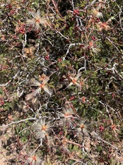 Calliandra eriophylla
