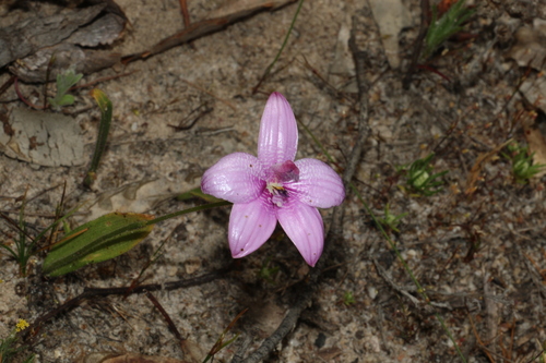 Image of Elythranthera emarginata by (c) Greg Tasney, some rights reserved (CC BY-SA)