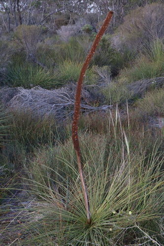 Image of Xanthorrhoea platyphylla by (c) Thomas Mesaglio, some rights reserved (CC BY)