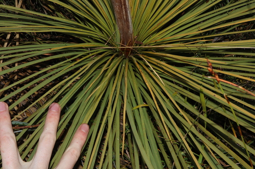 Image of Xanthorrhoea platyphylla by (c) Thomas Mesaglio, some rights reserved (CC BY)