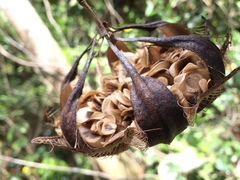 Aristolochia ovalifolia