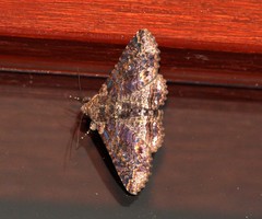 Pericyma cruegeri