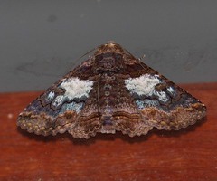 Pericyma cruegeri