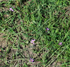 Romulea rosea australis