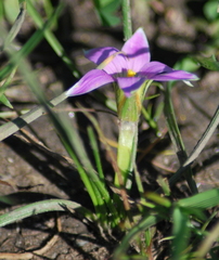 Romulea rosea australis