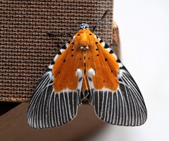 Peridrome orbicularis