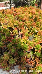 Sedum × rubrotinctum