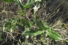 Quercus emoryi