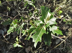Quercus emoryi
