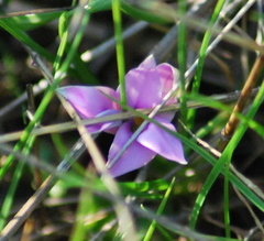 Romulea rosea australis