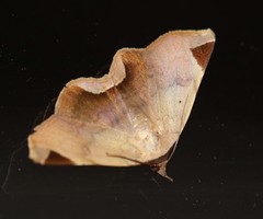 Psimada quadripennis