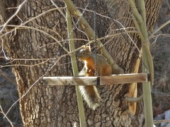 Sciurus nayaritensis