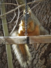 Sciurus nayaritensis