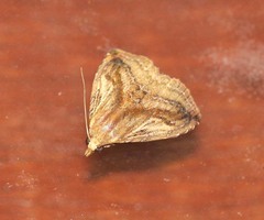Rivula striatura