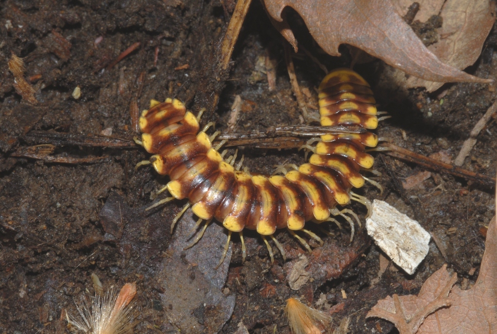 Melaphe