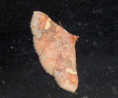 Saroba pansa
