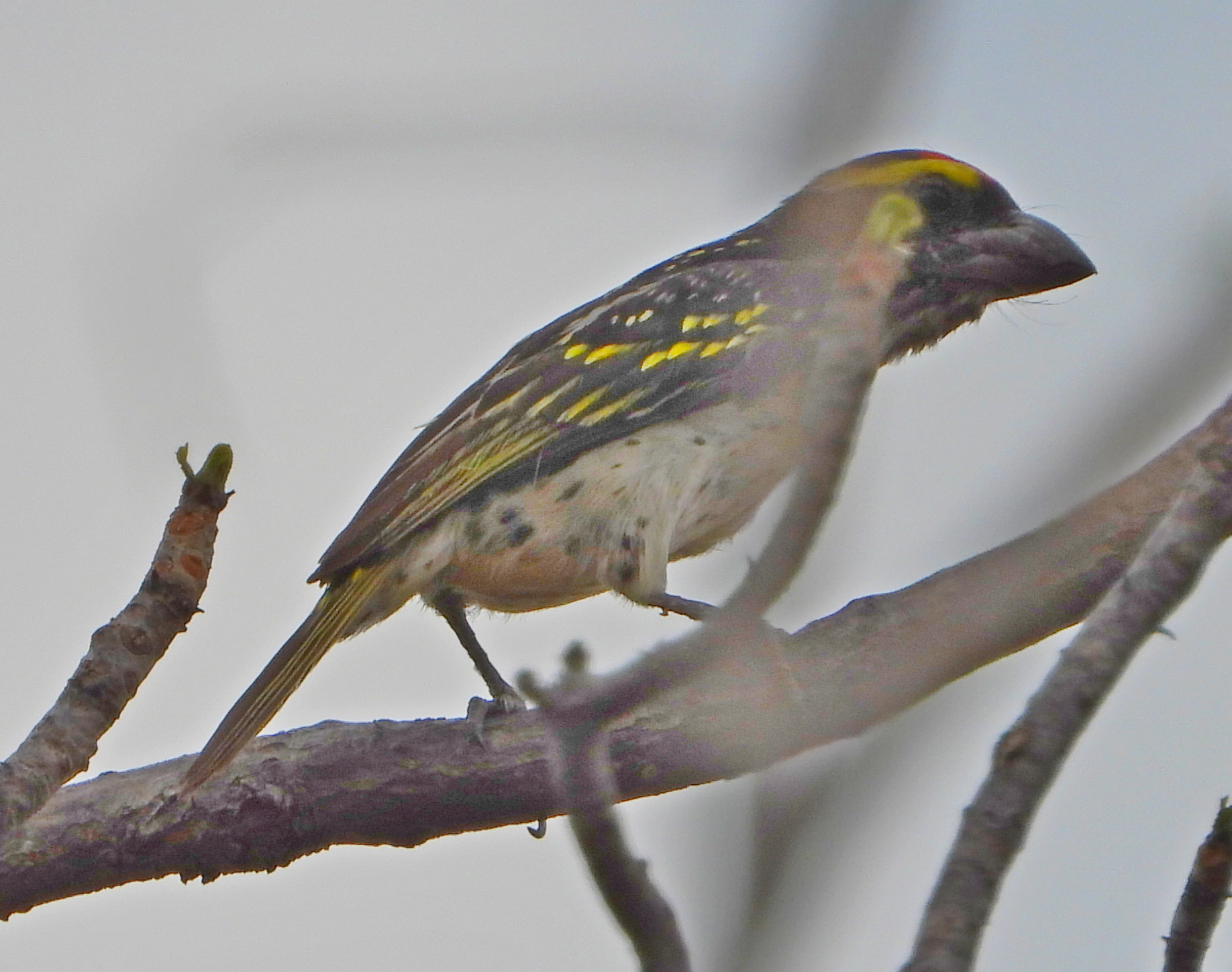 Miombo Pied Barbet (Tricholaema frontata), photo 1