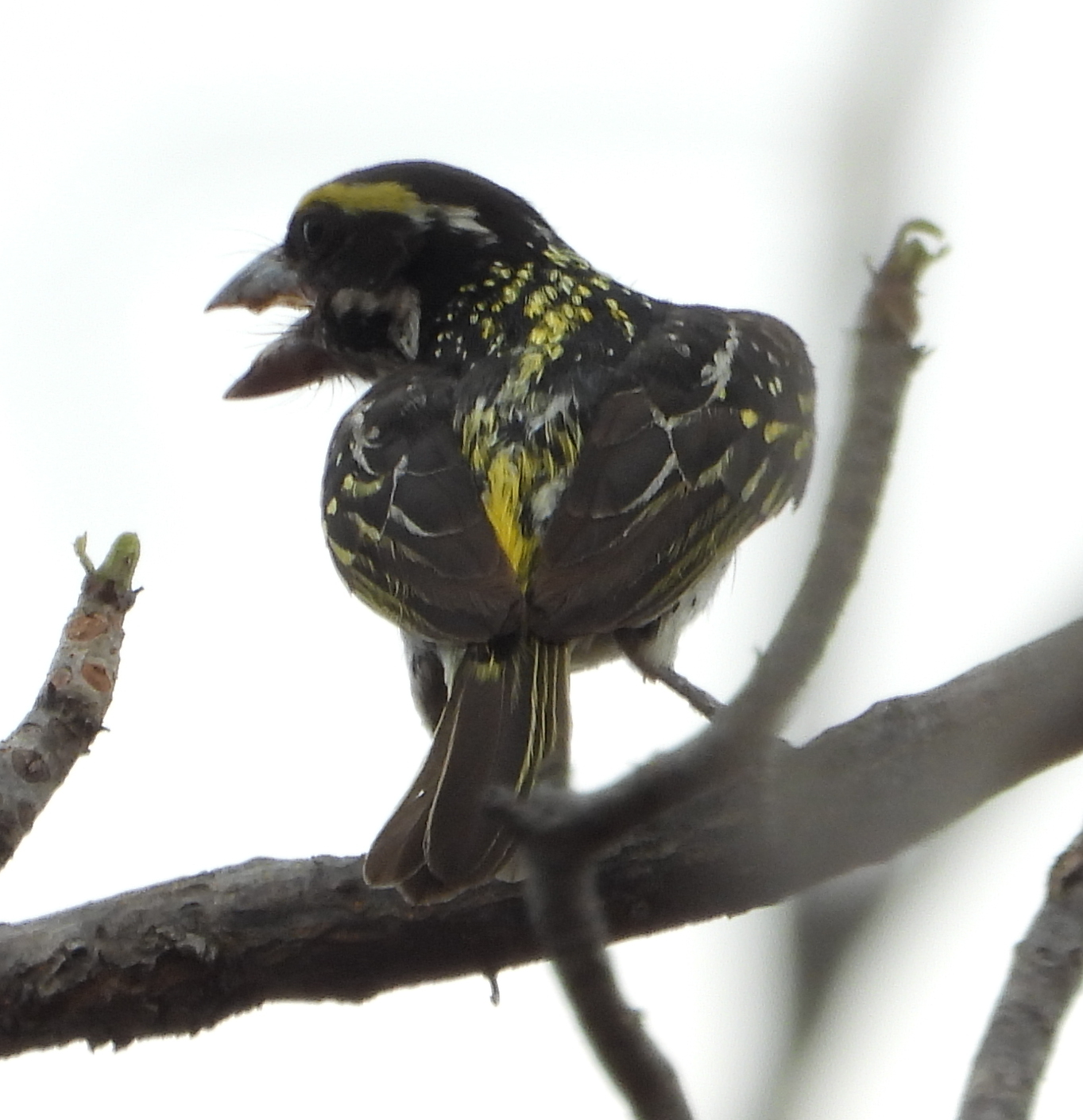 Miombo Pied Barbet (Tricholaema frontata), photo 2