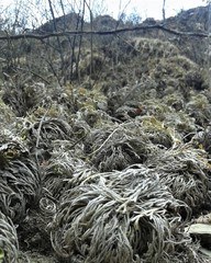 Selaginella lepidophylla