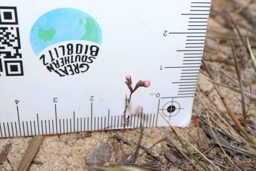 Levenhookia stipitata (Levenhookia stipitata)