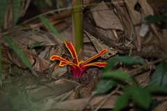 Etlingera megalocheilos