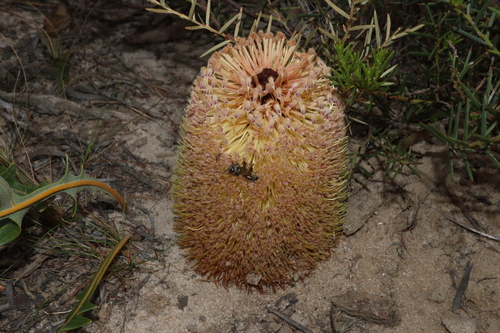 Image of Banksia repens by (c) Thomas Mesaglio, some rights reserved (CC BY)