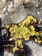 Halichondria panicea