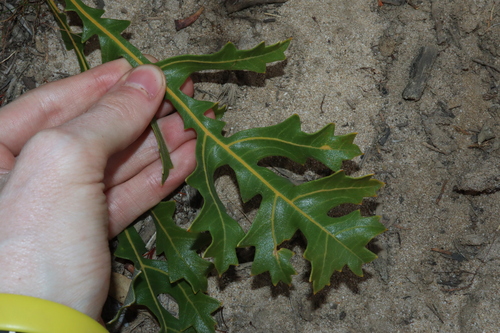 Image of Banksia repens by (c) Thomas Mesaglio, some rights reserved (CC BY)