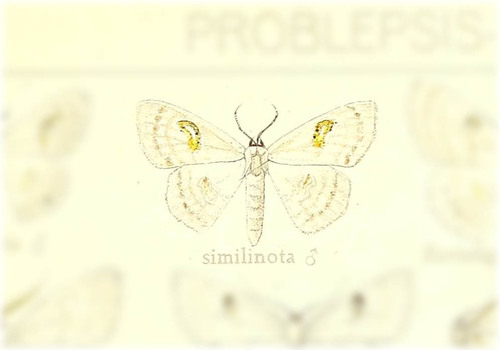 Problepsis similinotata