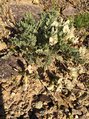 Astragalus purshii