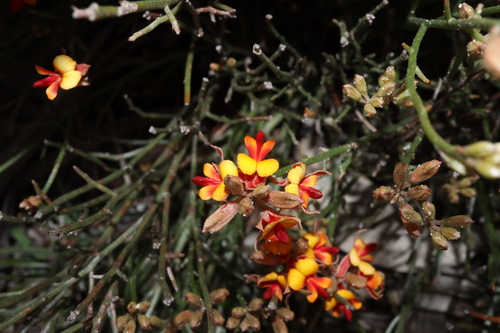 Image of Jacksonia Capitata (Jacksonia capitata) by (c) Thomas Mesaglio, some rights reserved (CC BY)