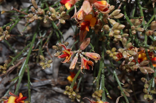 Image of Jacksonia Capitata (Jacksonia capitata) by (c) Thomas Mesaglio, some rights reserved (CC BY)