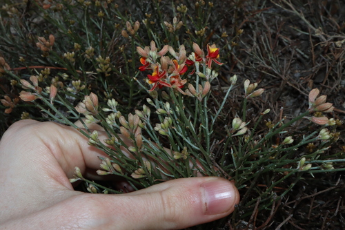Image of Jacksonia Capitata (Jacksonia capitata) by (c) Thomas Mesaglio, some rights reserved (CC BY)